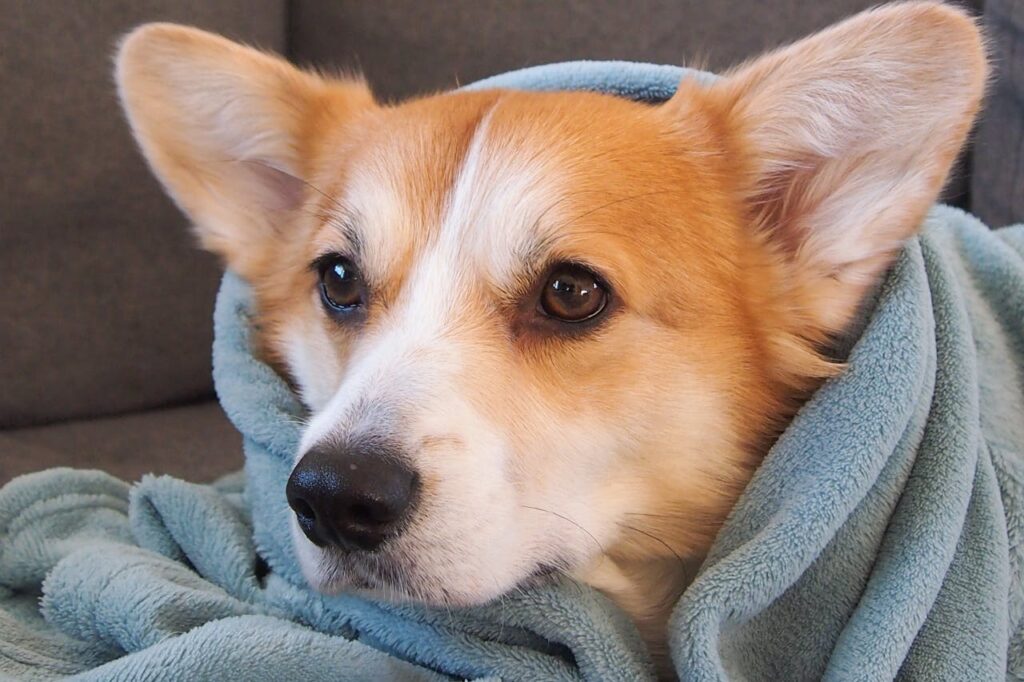Adorable Corgi comfortably wrapped in a soft blue blanket on a sofa.