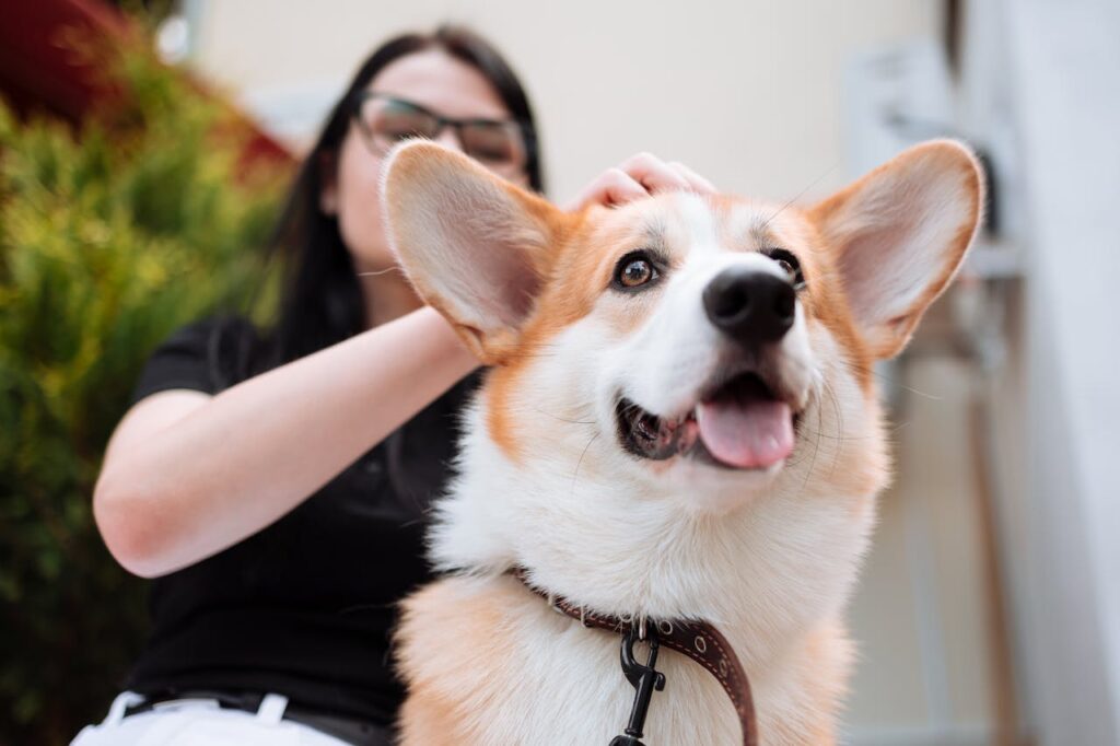 A joyful Pembroke Welsh Corgi being lovingly patted by its owner outdoors.